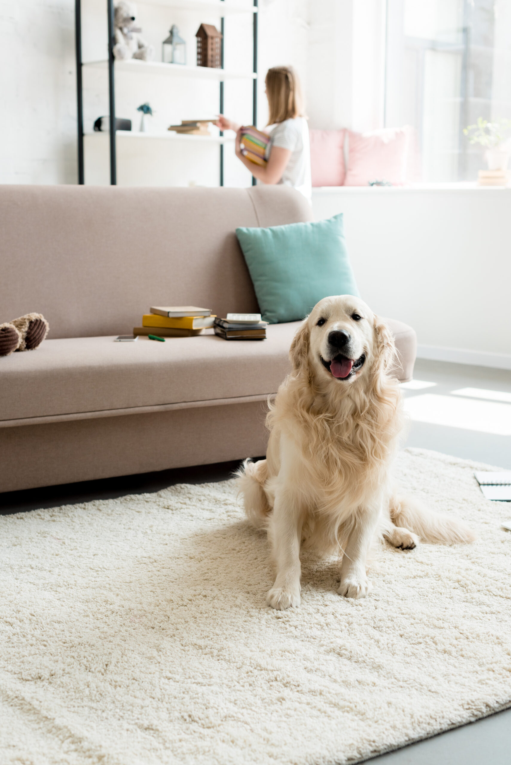 fix pet damage in your carpets with Nicer Carpet Repair in Red Deer
