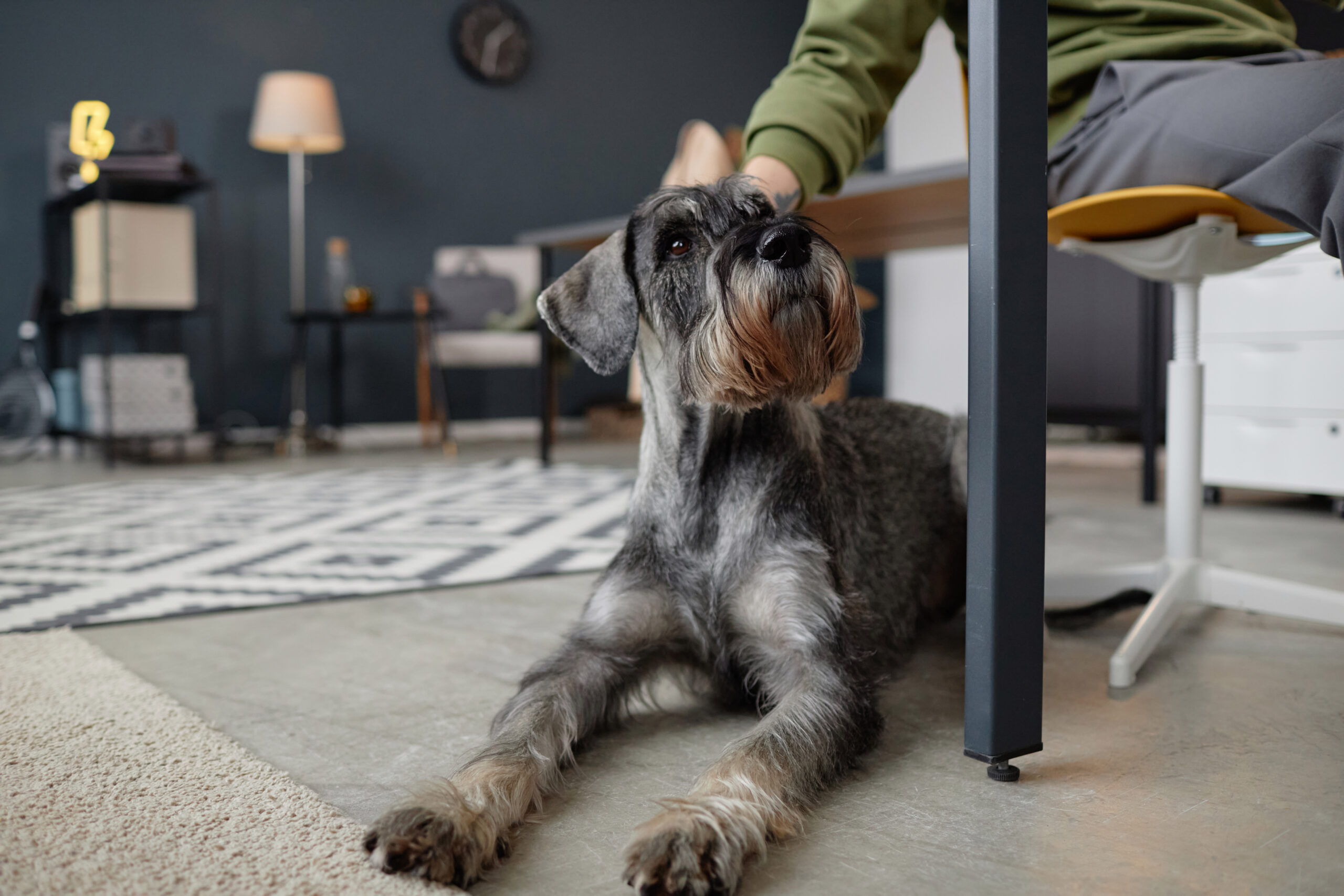 carpet repair in Red Deer for when your dog or cat rip up your carpet in your apartment
